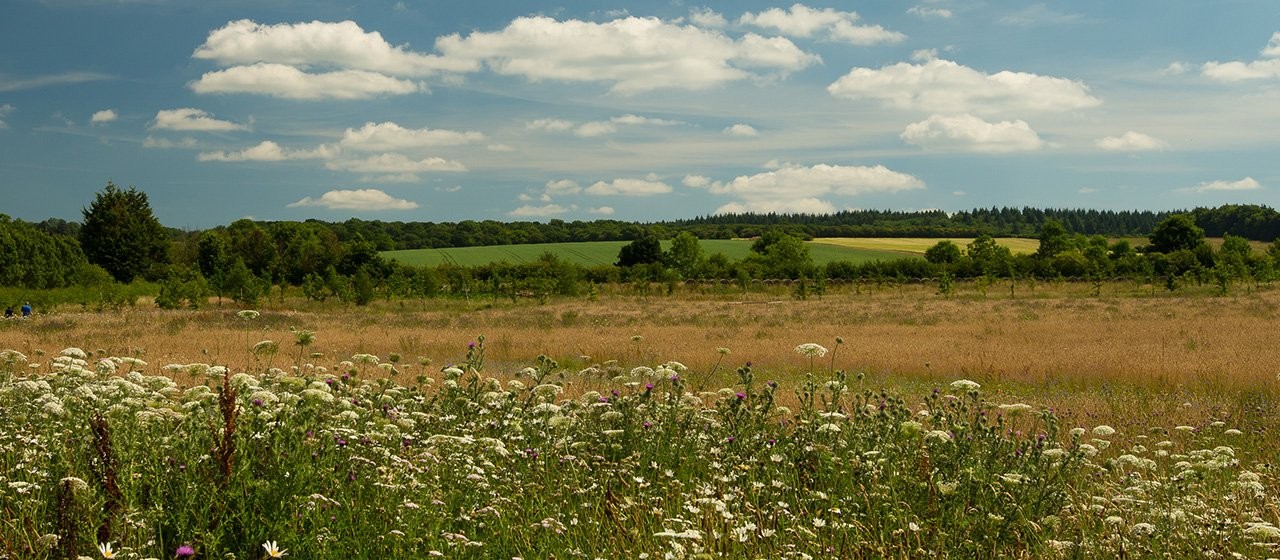 Clandon Wood